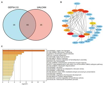 A ceRNA network-mediated over-expression of cuproptosis-related gene SLC31A1 correlates with poor prognosis and positive immune infiltration in breast cancer